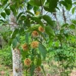 West Sumatra betel nut and gambier for the global industry